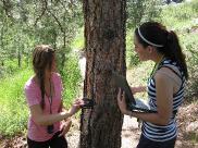 Inspecting a tree