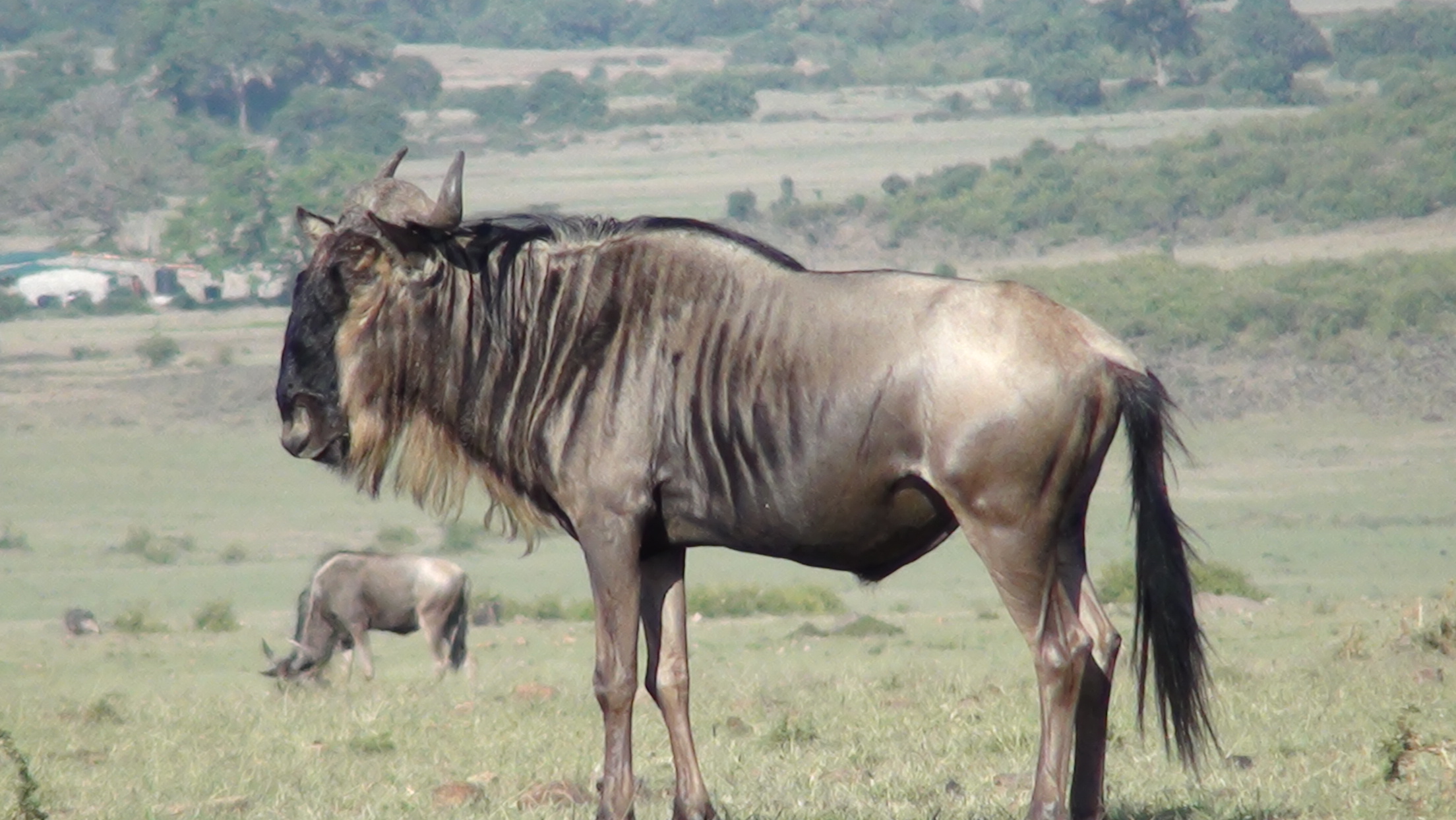 wildebeest